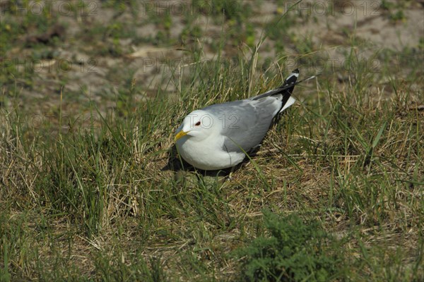 European herring gull