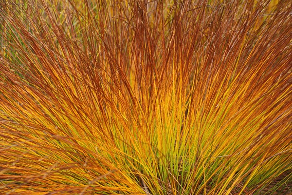 Grass tuft of rusty-red donkeykey