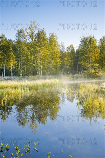 The first rays of sunlight bathe the birch forest and grasses in a warm light