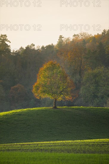 Lone lime tree standing on hilltop