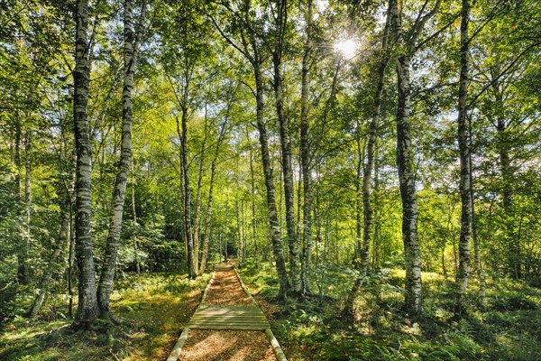 Forest path in the birch forest near Les Ponts-de-Martel in the canton of Neuchatel