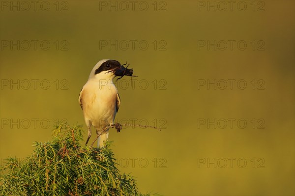 Lesser grey shrike