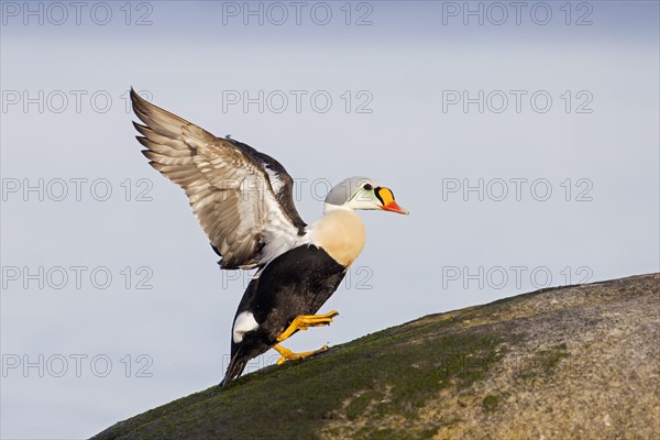 King eider