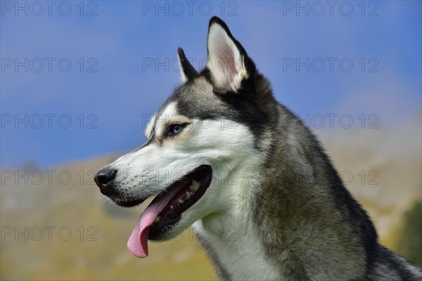 Portrait of a Siberian Husky