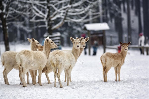 White fallow deer