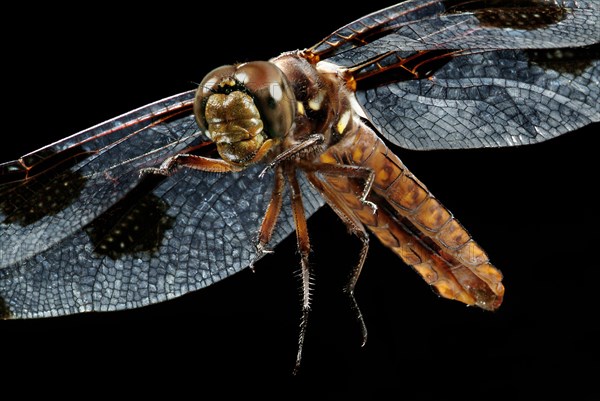 Common Whitetail Dragonfly