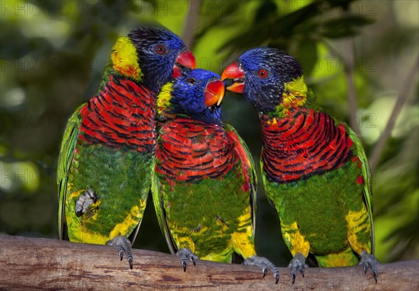 Rainbow Lorikeet