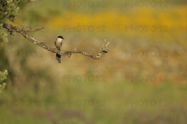 Azure-winged magpie