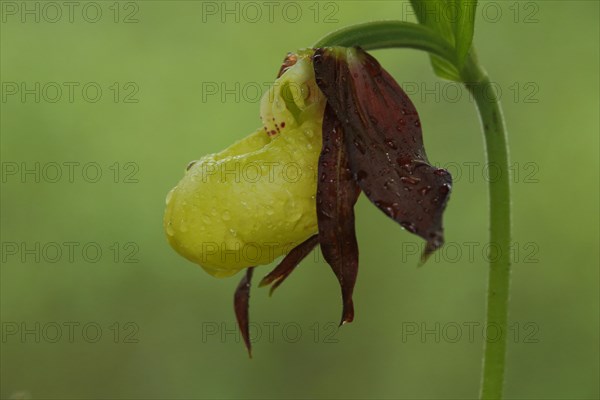 Yellow lady's slipper orchid