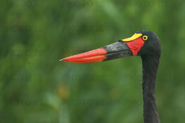 Saddle-billed stork