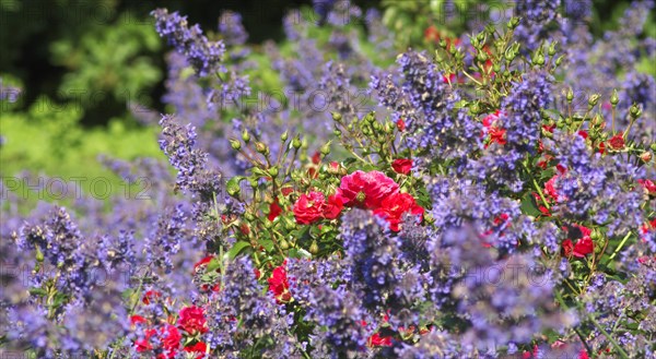 Rose in a lavender bed