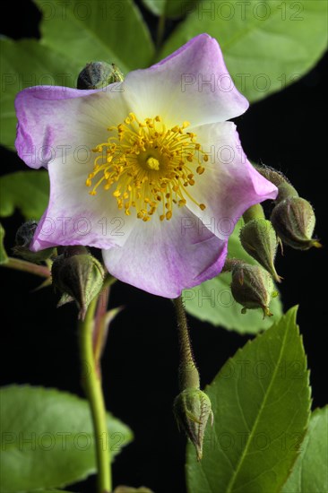 Rambler shrub rose