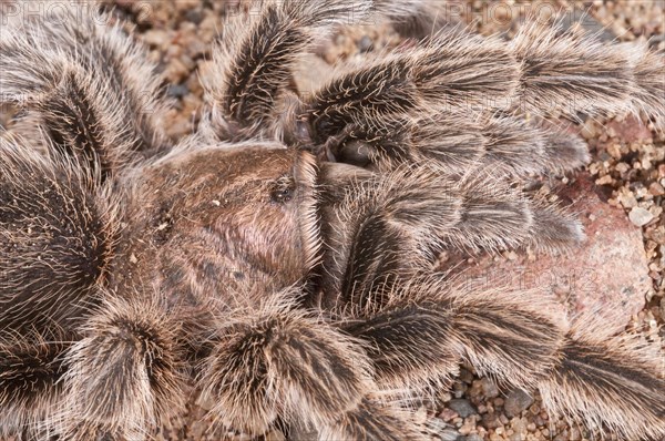 Rose-haired tarantula