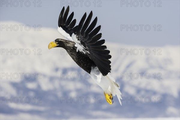 Steller Sea Eagle