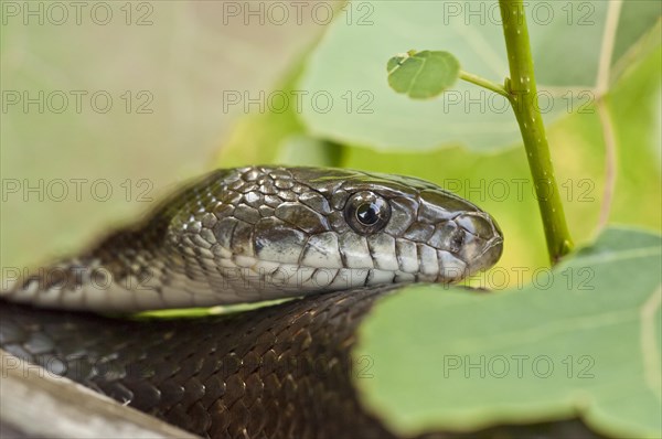 Black rat snake