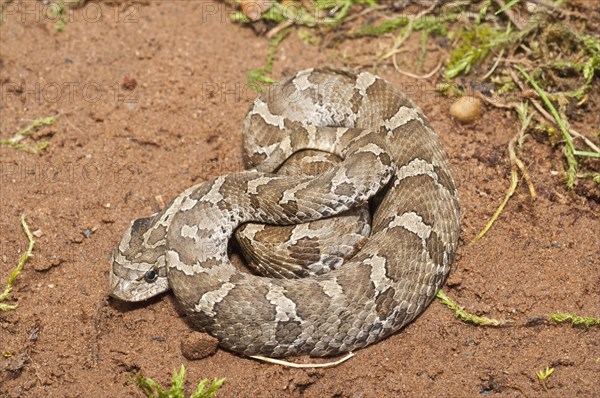 Eastern hognose snake