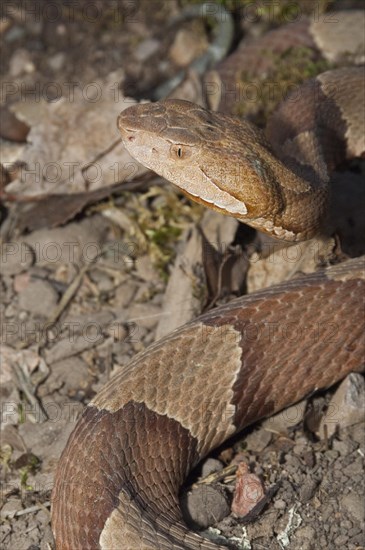 Broadbanded copperhead