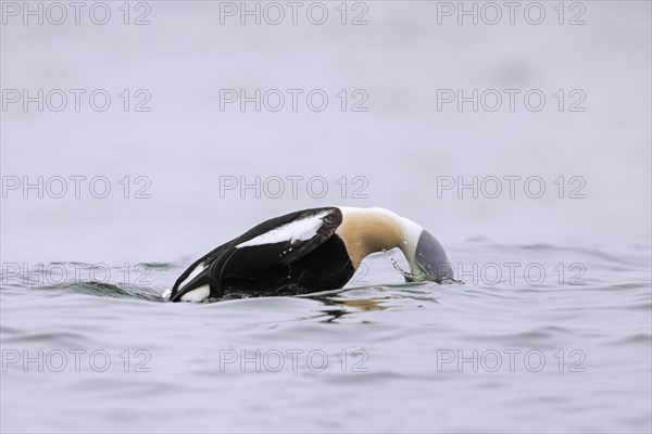 King eider