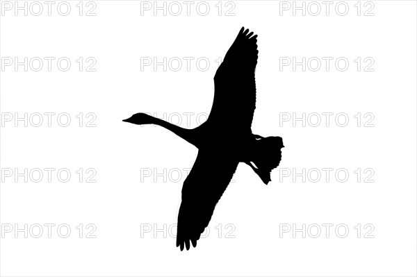 Silhouette of tundra swan