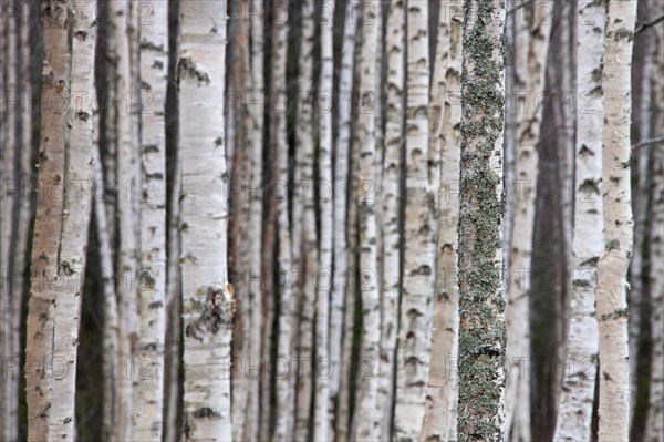 Silver birch