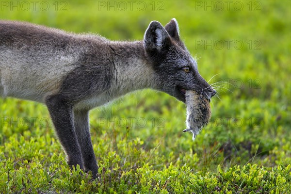 Arctic fox