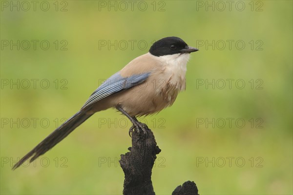 Azure-winged magpie