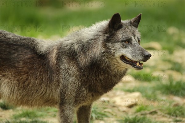 Mackenzie valley wolf