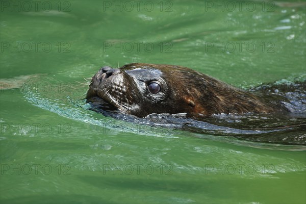 South american sea lion