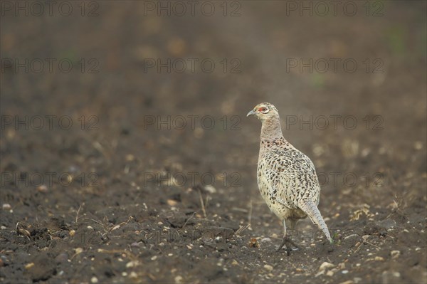 Female pheasant