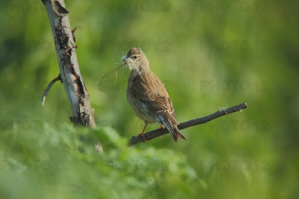 Female Blood Linnet