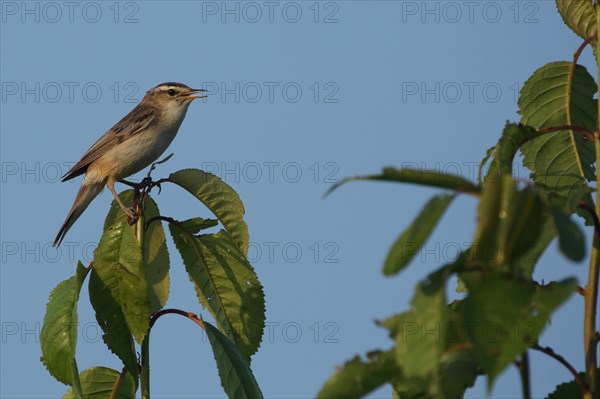 Sedge warbler