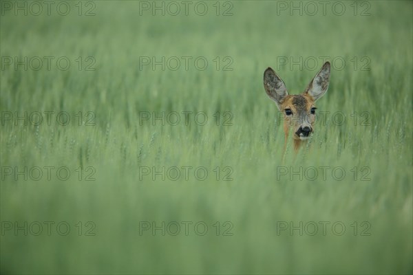 European roe deer