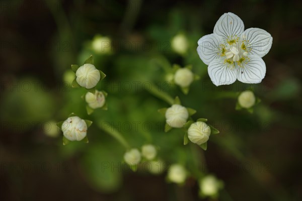 Flower and buds of marsh grass-of-parnassus