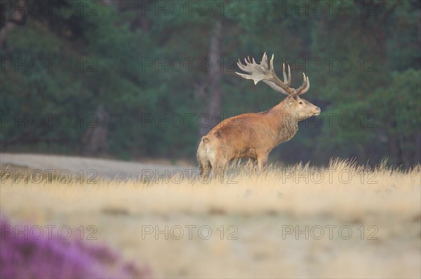 Red deer