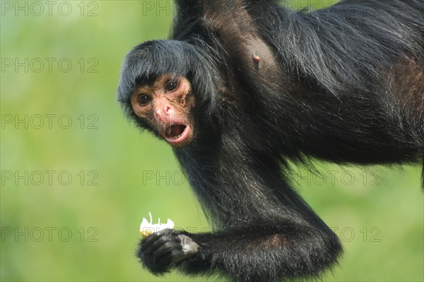 Red-faced spider monkey