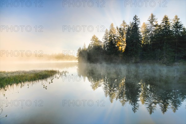 Rays of sunshine make their way through forest and fog at the mirror-smooth moorland lake Etang de la Gruere in the canton of Jura