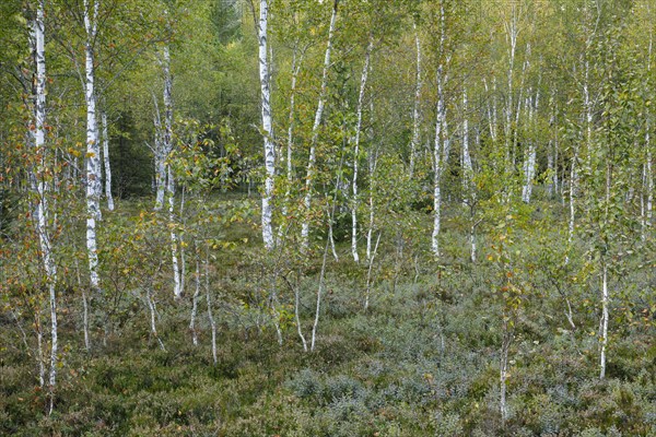 Birch forest and blueberry bushes in the high moor near Les Ponts-de-Martel