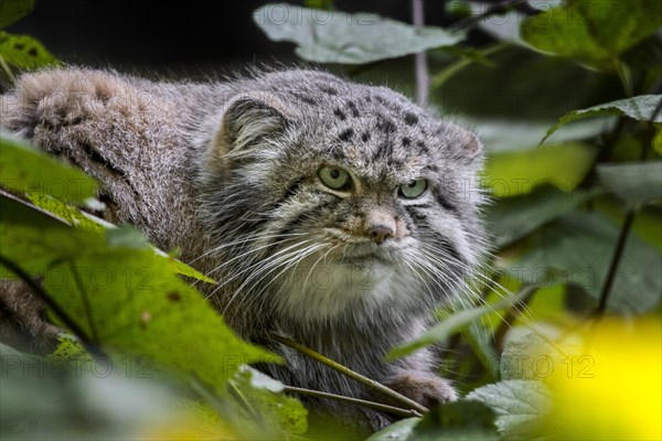 Pallass cat