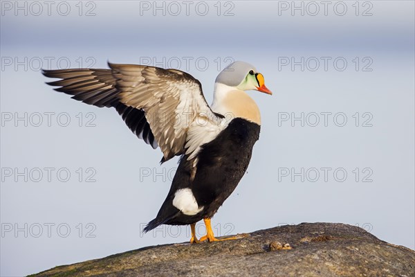 King eider