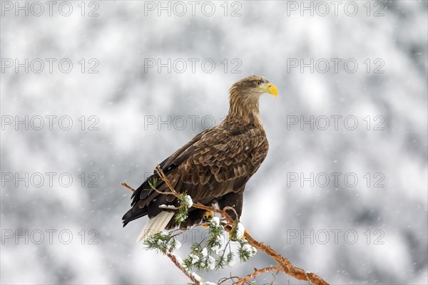 White-tailed Eagle