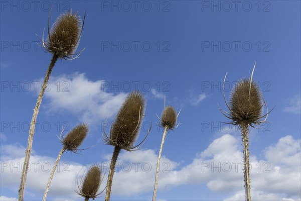 Wild teasels