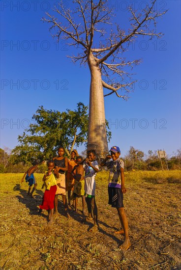 Children playing before a Baobab near Morondave