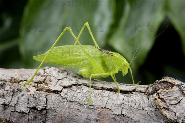 Katydid