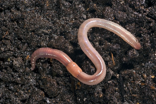 Common Earthworm