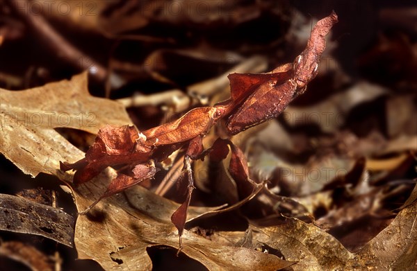 Ghost Mantis