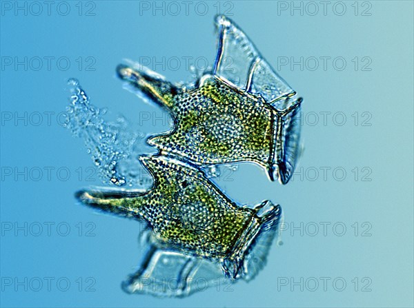 Marine Phytoplankton