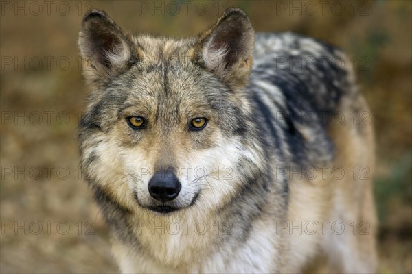 Mexican Wolf