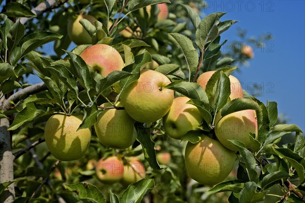 Golden Delicious Apples