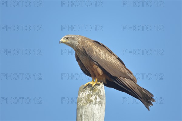 Red Kite