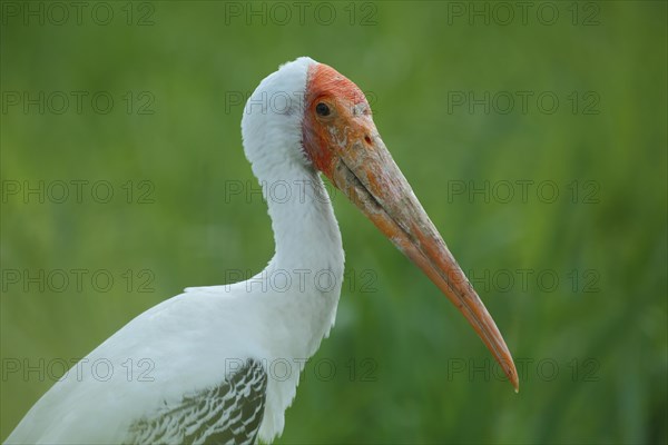 Portrait of the painted stork